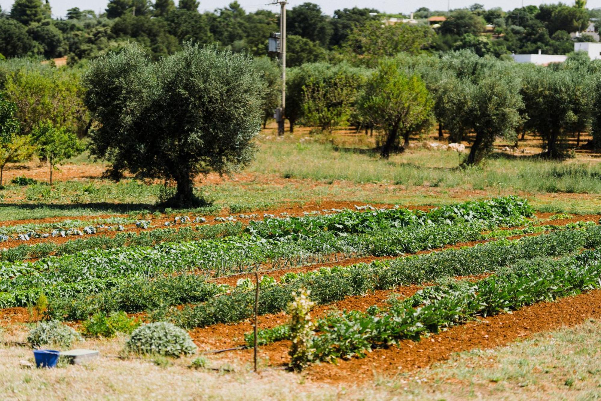 Masseria Soluco Монополи Экстерьер фото